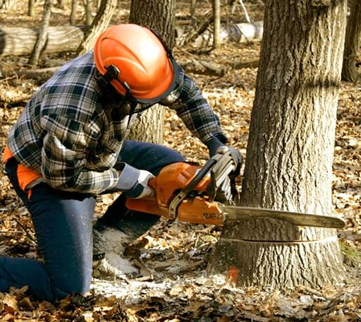 Tree Removal in Crownsville, MD